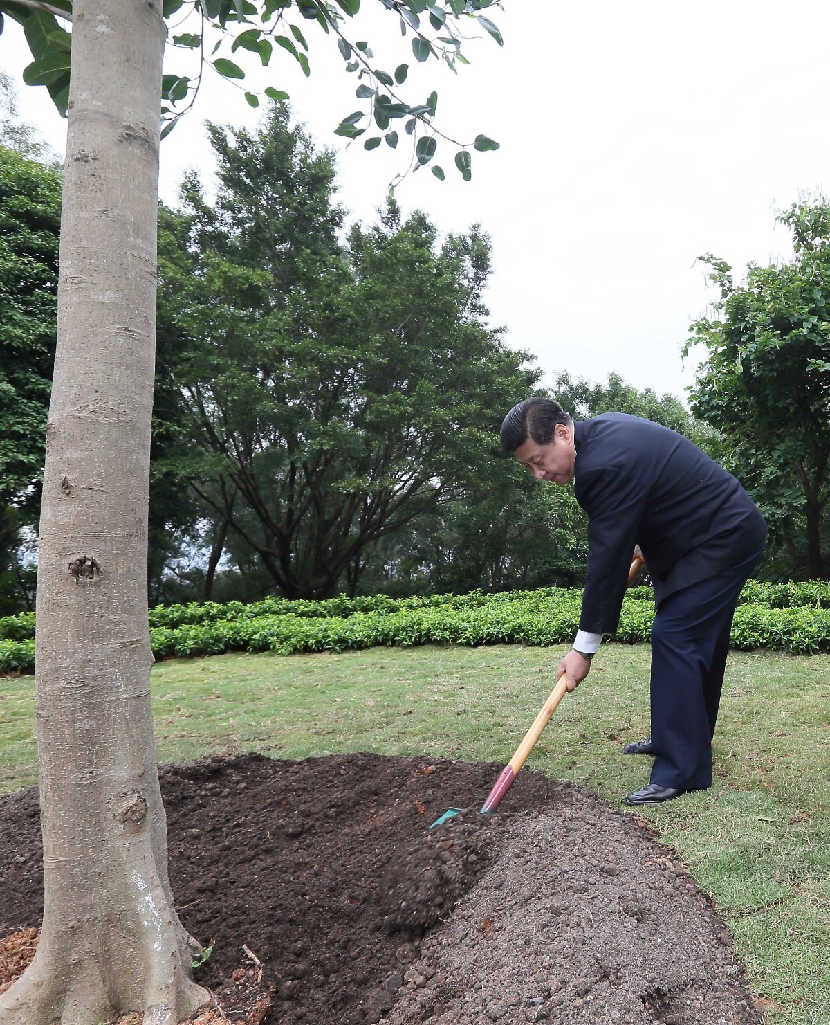 2012年12月8日，習(xí)近平在深圳蓮花山公園種下一棵高山榕樹(shù)。