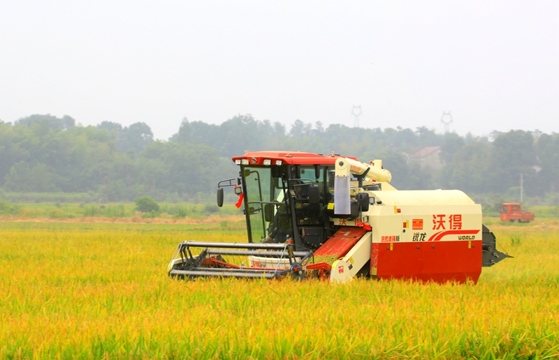 早稻收割忙，農(nóng)機(jī)來助力。常德市鼎城區(qū)融媒體中心供圖