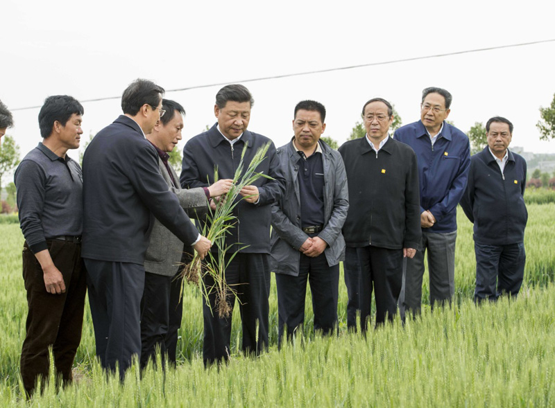 2016年4月25日下午，習(xí)近平在安徽滁州市鳳陽縣小崗村察看小麥長勢。左一為種糧大戶程夕兵。新華社記者 李學(xué)仁 攝